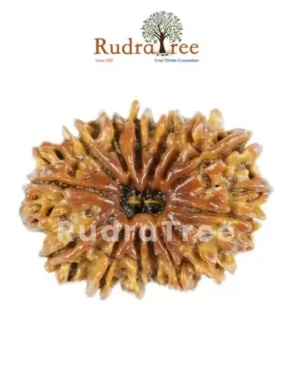Unlocking the Mystical Powers of 14 Mukhi Rudraksha Sahakara Nagar